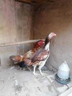 aseel murgy and pair chicks