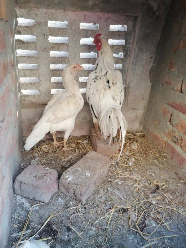 aseel murgy and pair chicks 8