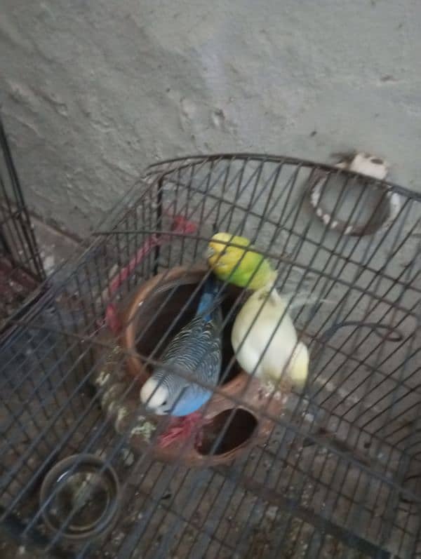 Cocktail pair,austrailian parrots pair 0