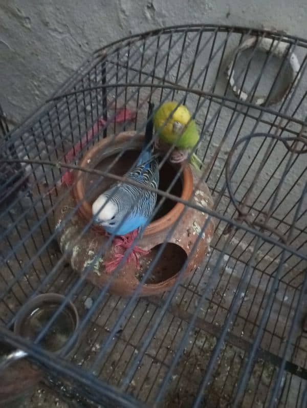 Cocktail pair,austrailian parrots pair 1