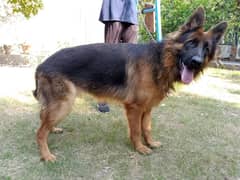 German shepherd