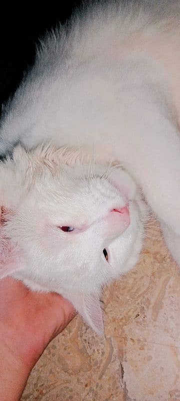 white cat 1