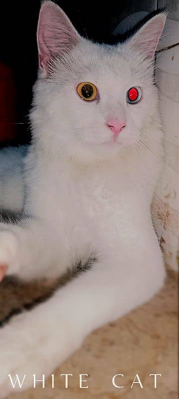 white cat 2