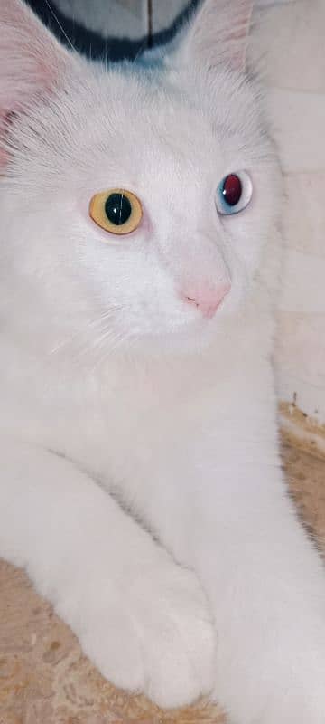 white cat 3