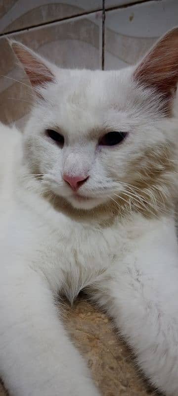 white cat 4