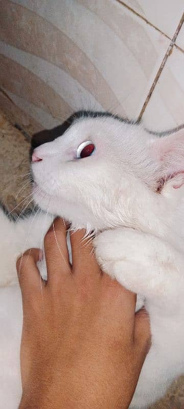 white cat 6