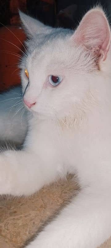 white cat 7