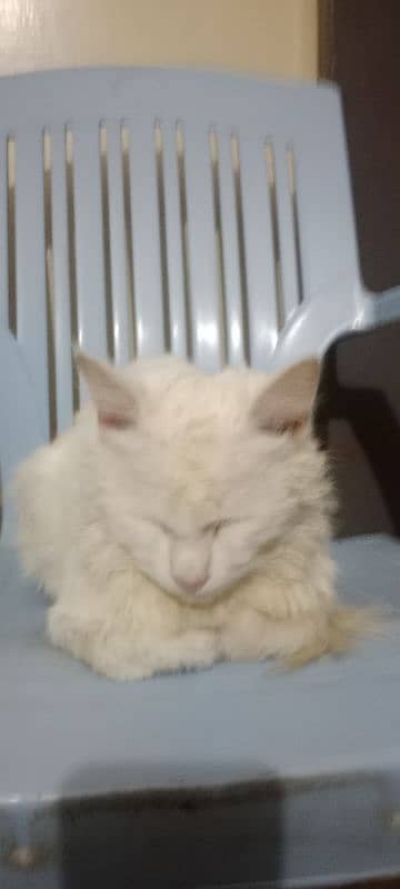 white cat 8