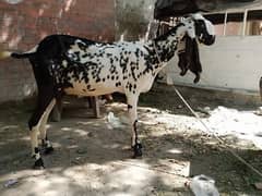 3 month ki Ghabban bakri for sale 03017753177