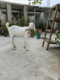 Rajan puri bakri / gulabi bakri / goat / bakri