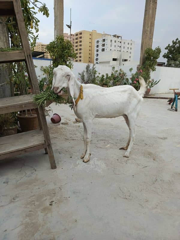 Rajan puri bakri / gulabi bakri / goat / bakri 1