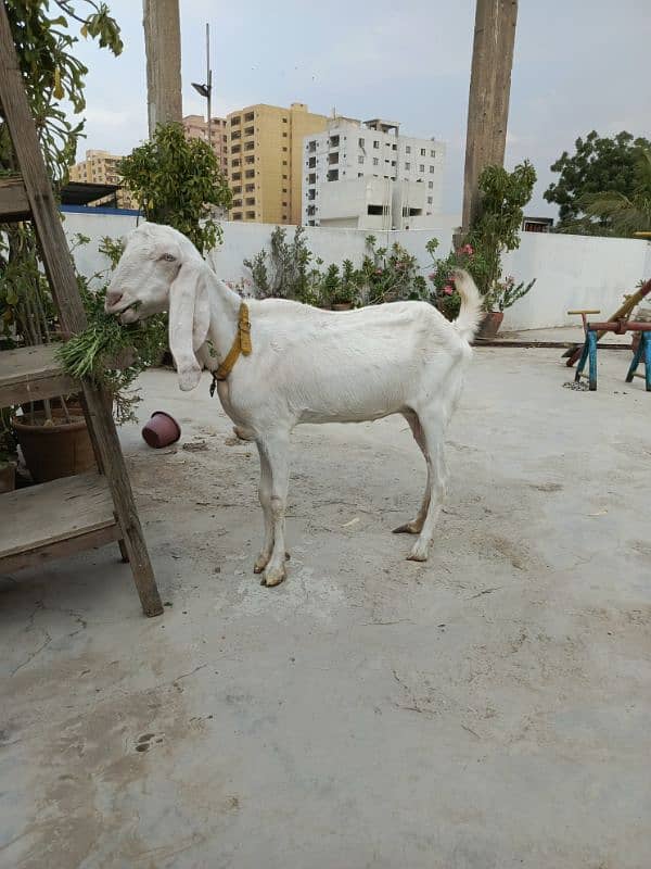 Rajan puri bakri / gulabi bakri / goat / bakri 2