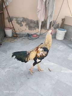 Aseel Jawa / Mianwali /  Breeder / Hen / Murga / Rooster / اصیل مرغا