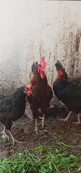 Hens And Roosters 1