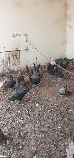 Hens And Roosters 3