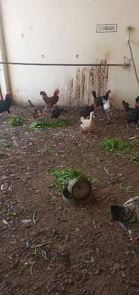 Hens And Roosters 4