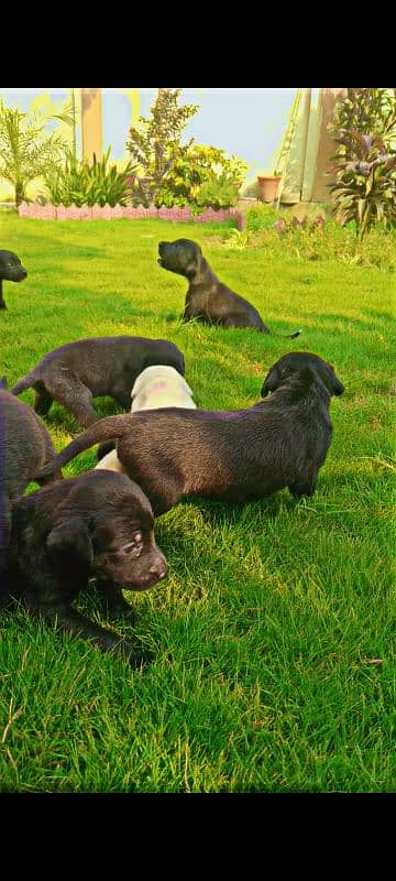 British Chocolate Labrador retriever puppies |labra Dog |puppy 1