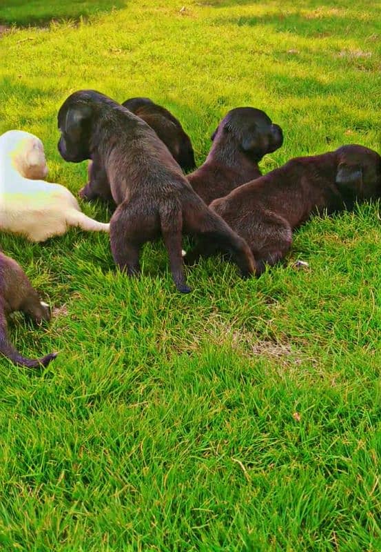 British Chocolate Labrador retriever puppies |labra Dog |puppy 2