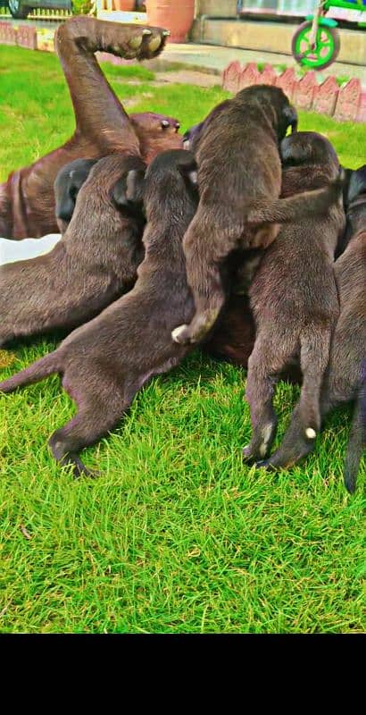 British Chocolate Labrador retriever puppies |labra Dog |puppy 3