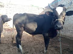 wachaa . Wacha . Dand . bull for sale 0