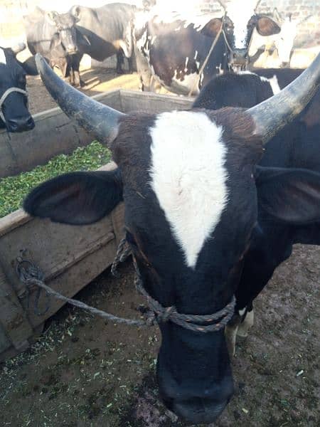 wachaa . Wacha . Dand . bull for sale 3