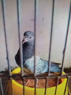 Pure Dubwalay pigeons Mian Nazeer bloodline