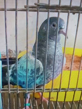 Pure Dubwalay pigeons Mian Nazeer bloodline 1