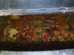 fish for sale (3 koi fish) (one balck molly fish)