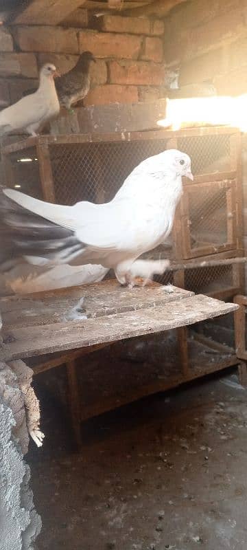 2no 2000 mn male laka for sale 1 black tail 1 full white 3