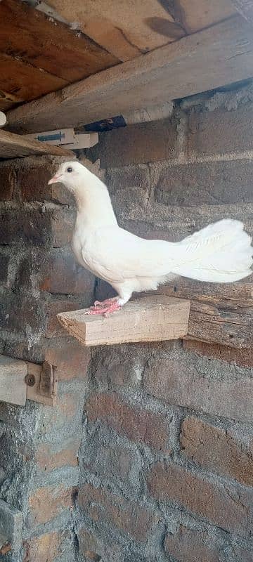 2no 2000 mn male laka for sale 1 black tail 1 full white 6