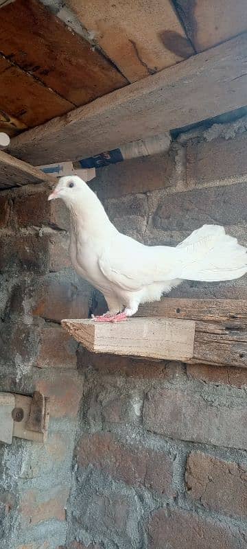 2no 2000 mn male laka for sale 1 black tail 1 full white 7