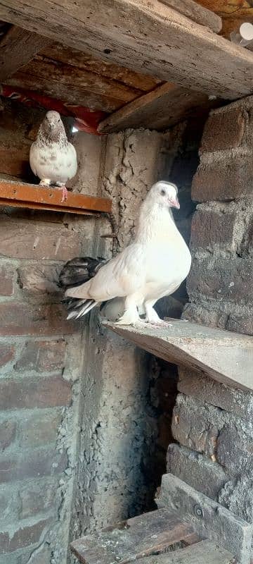 2no 2000 mn male laka for sale 1 black tail 1 full white 9