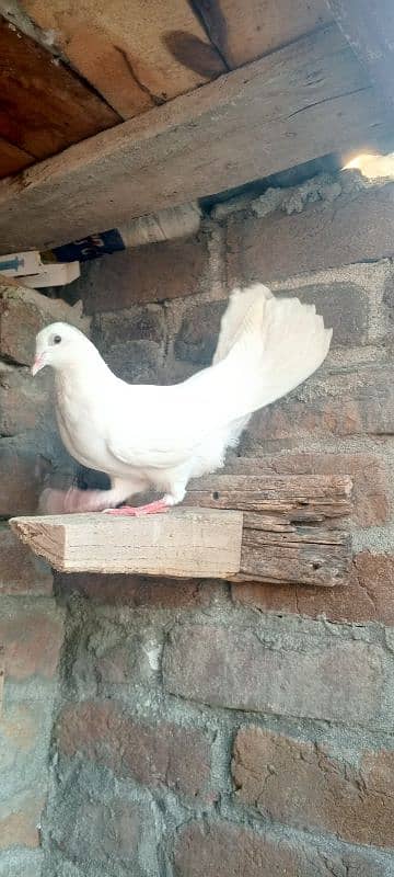 2no 2000 mn male laka for sale 1 black tail 1 full white 10