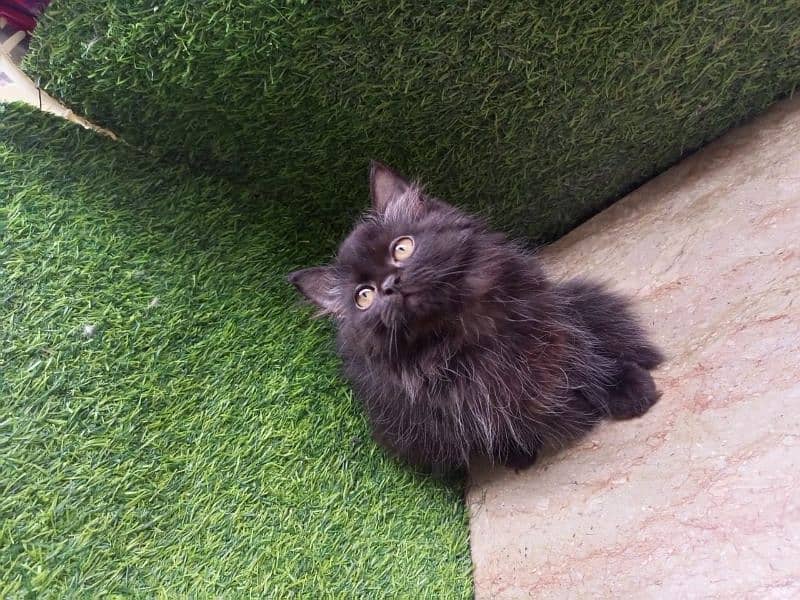 Persian Maine coon dark chocolate 2