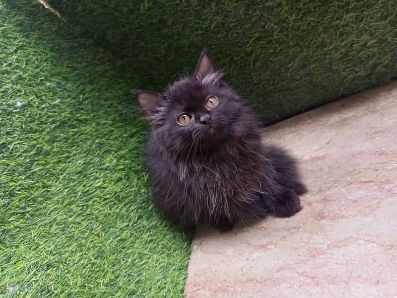 Persian Maine coon dark chocolate 3