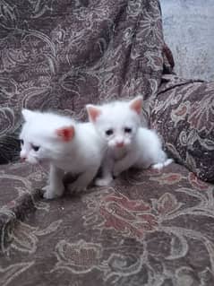 Persian white Kittens Male