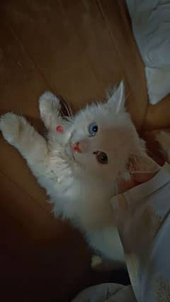 persion white kitten