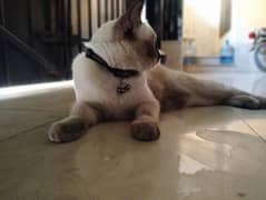 pure Siamese cat for sale