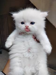 persian cat | kitten | tripple coat punch face | ginger | peke | cute