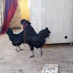 Murga For sale ayyan cemani mix ha Full active