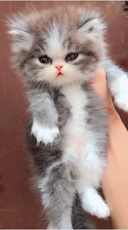 high quality kitten|Punch face Kittens|persian cat|cute|tripple|fluffy 3