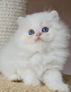 high quality kitten|Punch face Kittens|persian cat|cute|tripple|fluffy