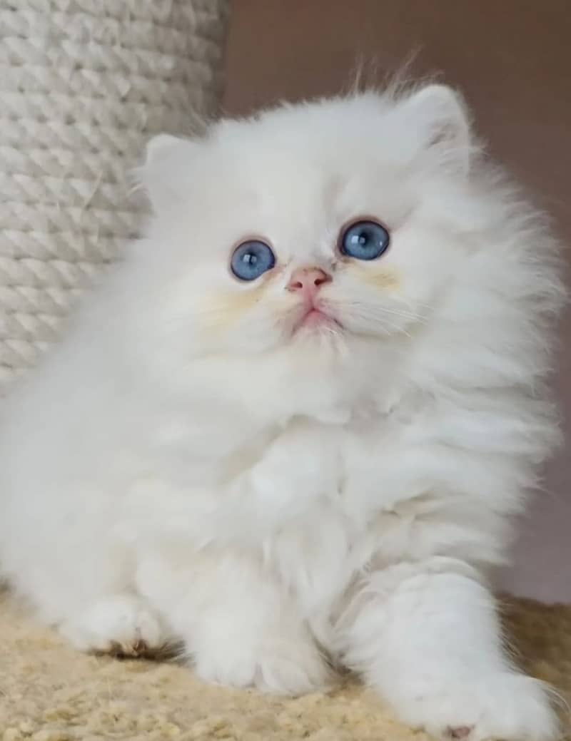 high quality kitten|Punch face Kittens|persian cat|cute|tripple|fluffy 4