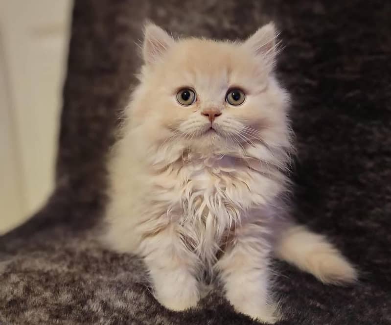 high quality kitten|Punch face Kittens|persian cat|cute|tripple|fluffy 8