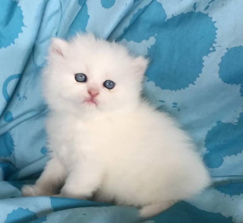 high quality kitten|Punch face Kittens|persian cat|cute|tripple|fluffy 10