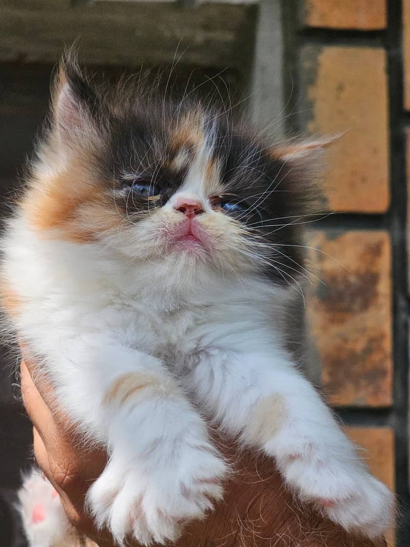 high quality kitten|Punch face Kittens|persian cat|cute|tripple|fluffy 12