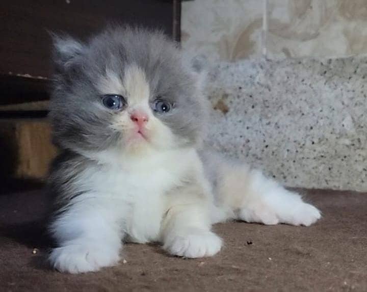 high quality kitten|Punch face Kittens|persian cat|cute|tripple|fluffy 13