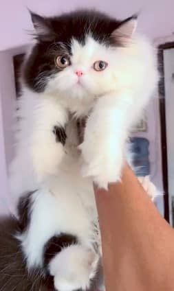 high quality kitten|Punch face Kittens|persian cat|cute|tripple|fluffy 14