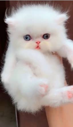 high quality kitten|Punch face Kittens|persian cat|cute|tripple|fluffy 15