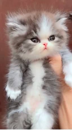 high quality kitten|Punch face Kittens|persian cat|cute|tripple|fluffy 16